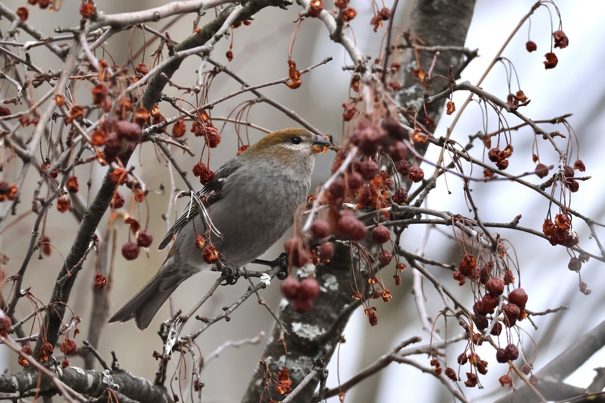 Pine Grosbeak - E R