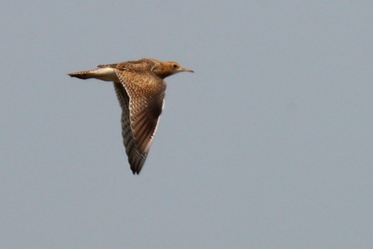 Upland Sandpiper - ML537507101