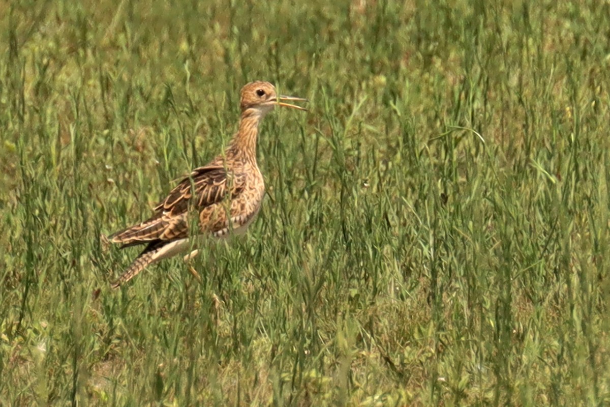 Upland Sandpiper - ML537507161