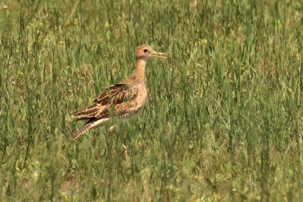 Upland Sandpiper - ML537507201