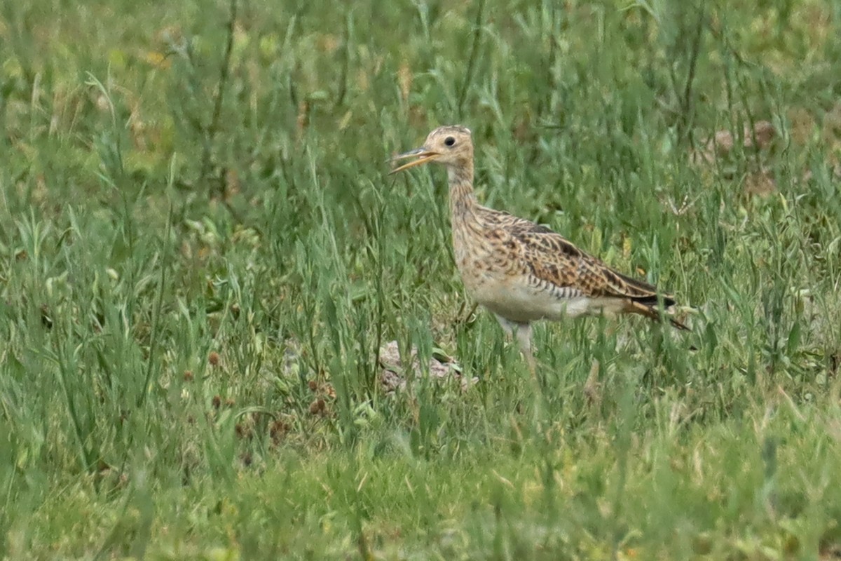 Upland Sandpiper - ML537507211