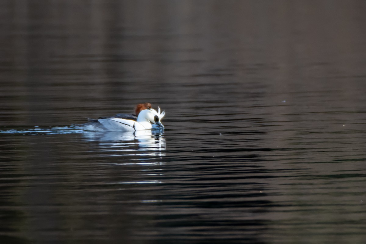 Smew - Codrin Bucur