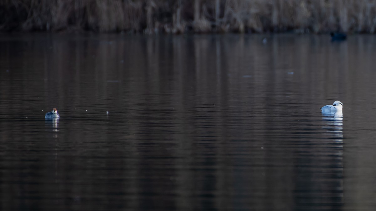 Smew - Codrin Bucur