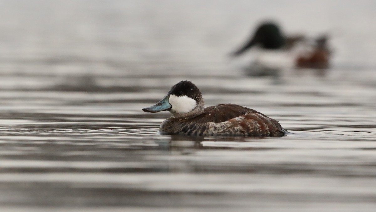 Ruddy Duck - ML537508331