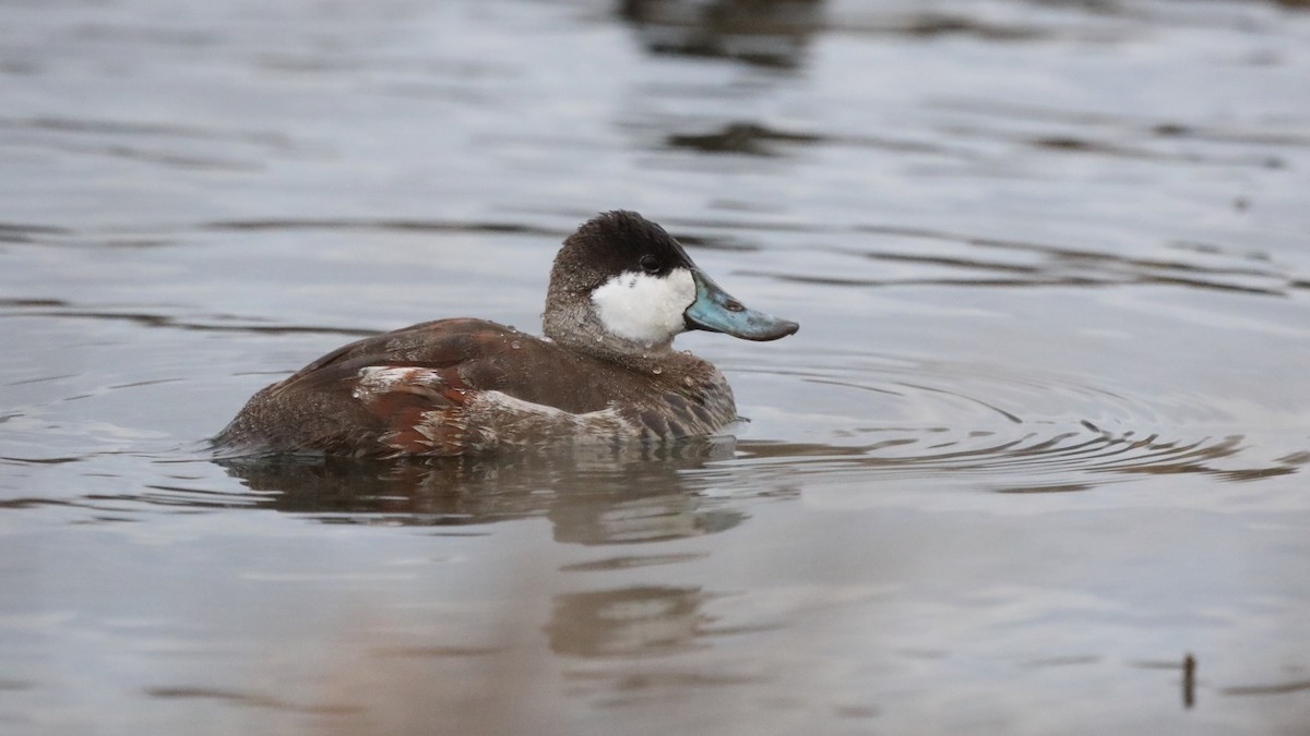 Ruddy Duck - ML537508341