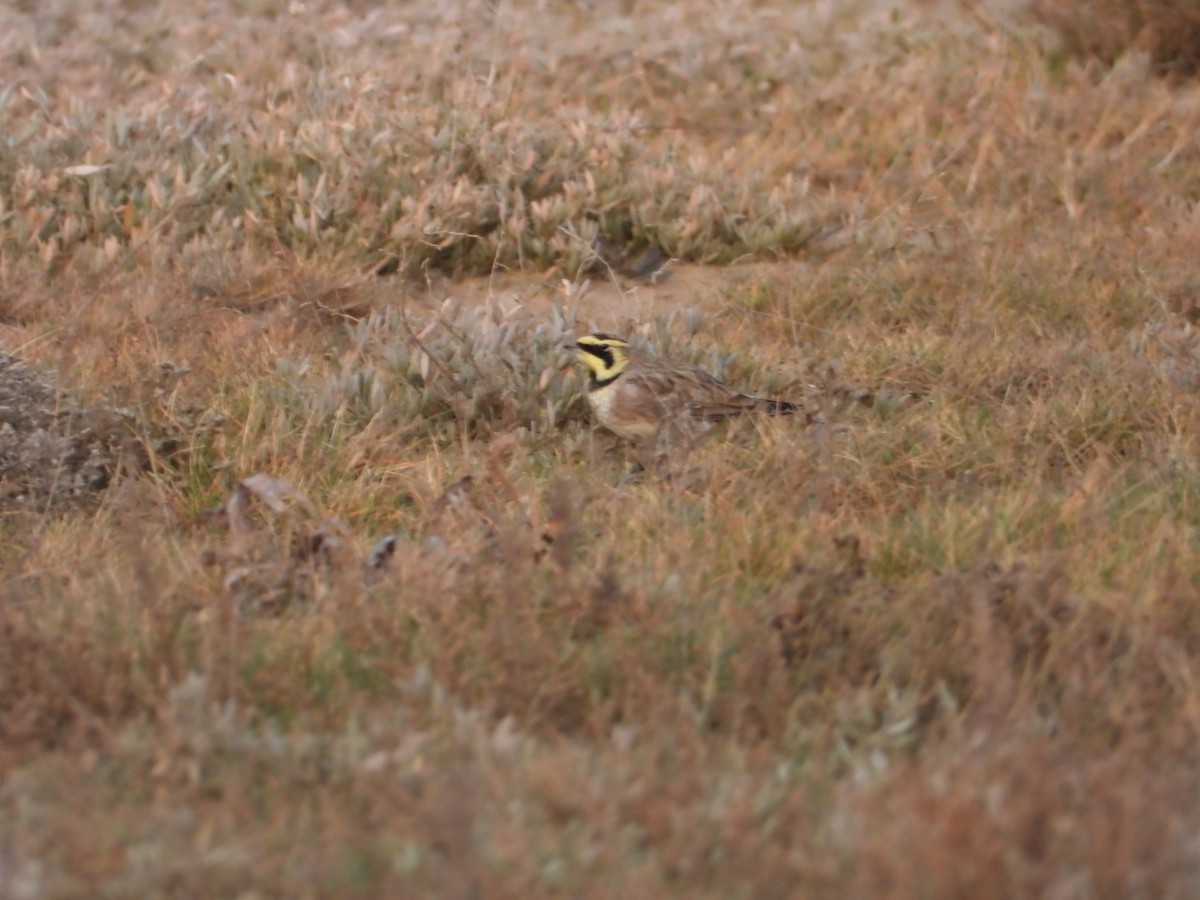 Horned Lark - ML537508541