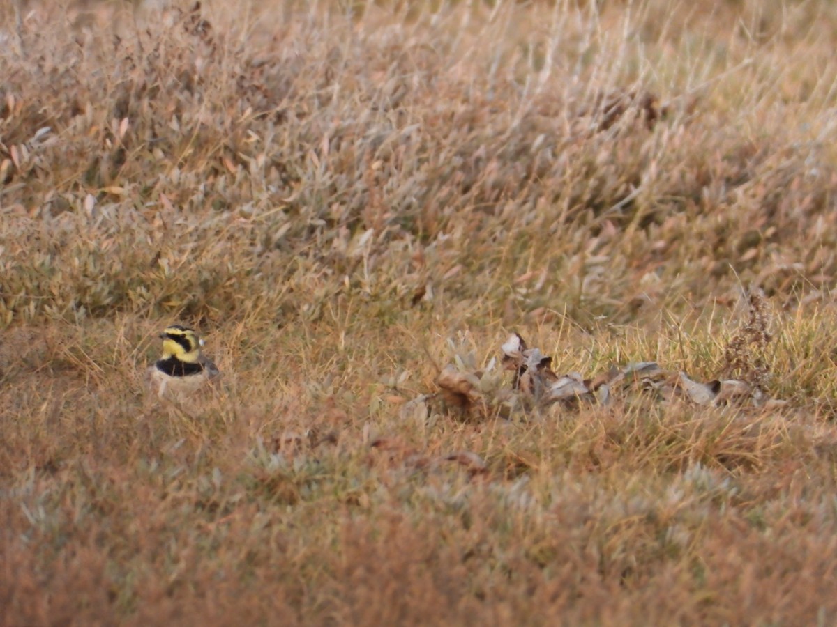 Horned Lark - ML537508551