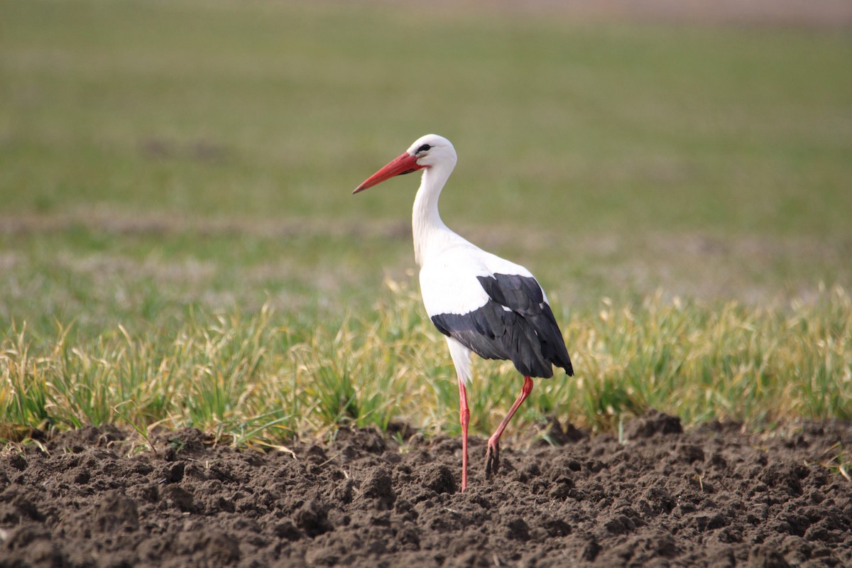 White Stork - ML537508771