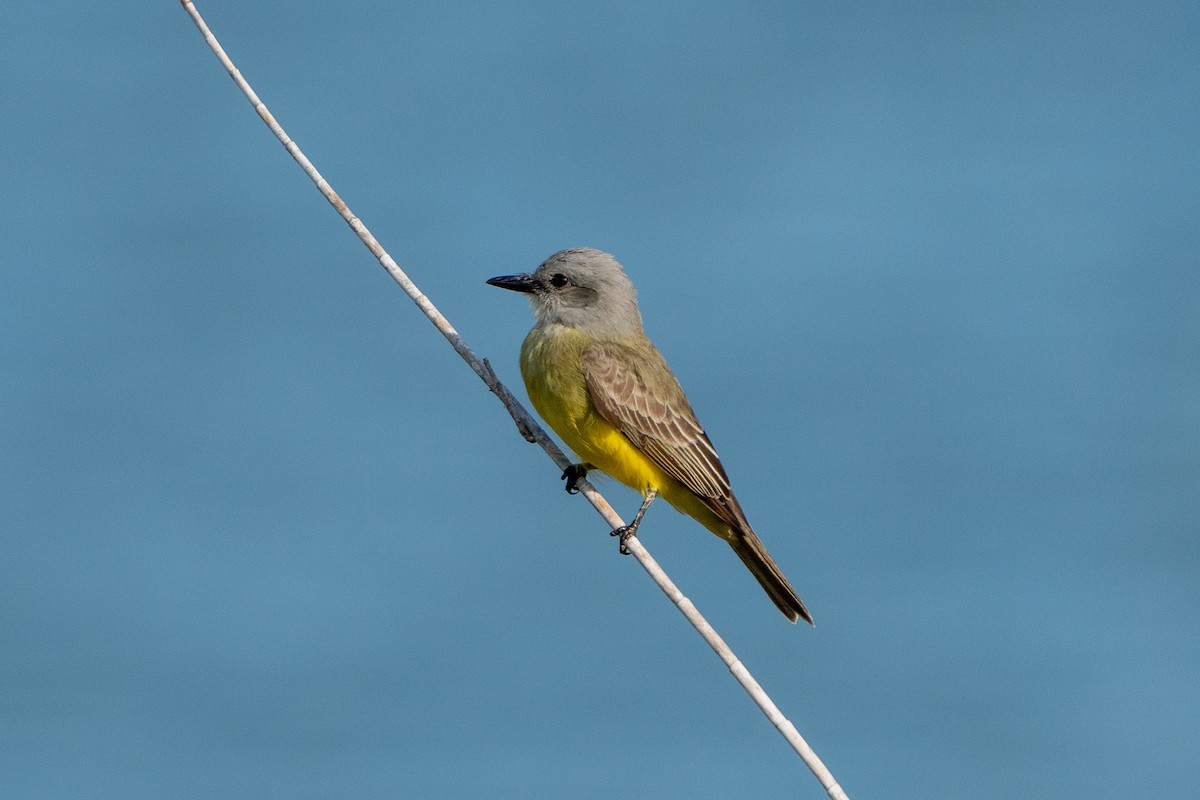 Tropical Kingbird - ML537510111