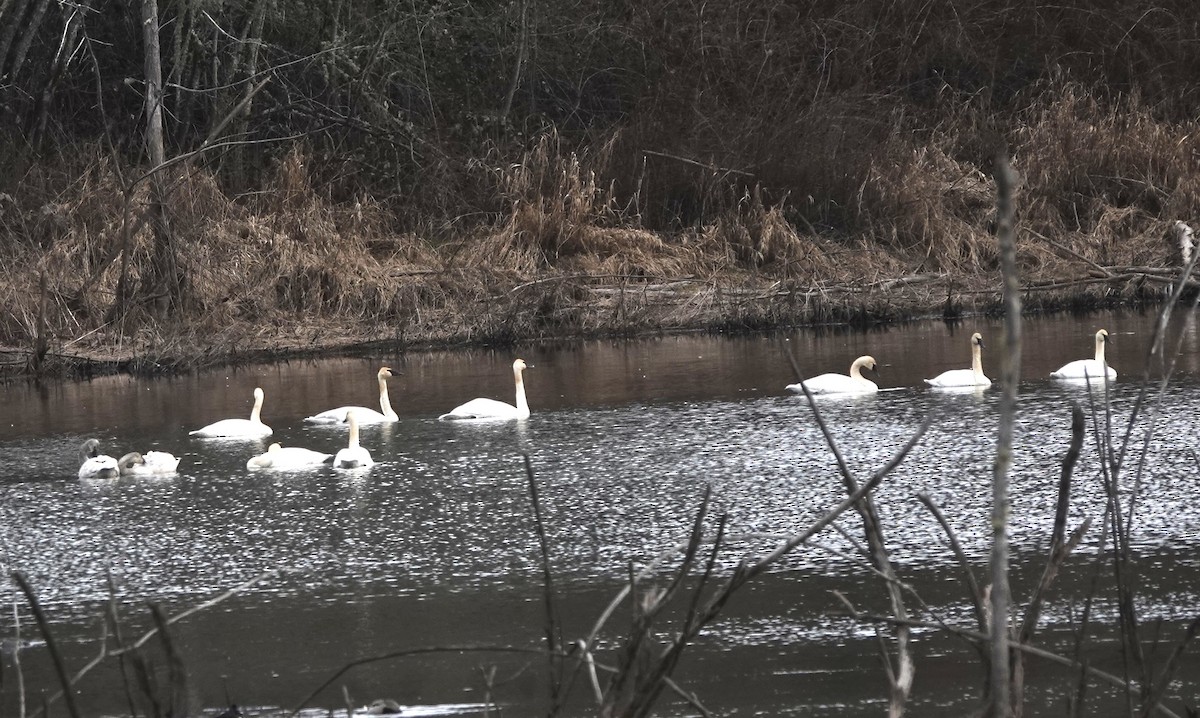 Tundra Swan - ML537510661