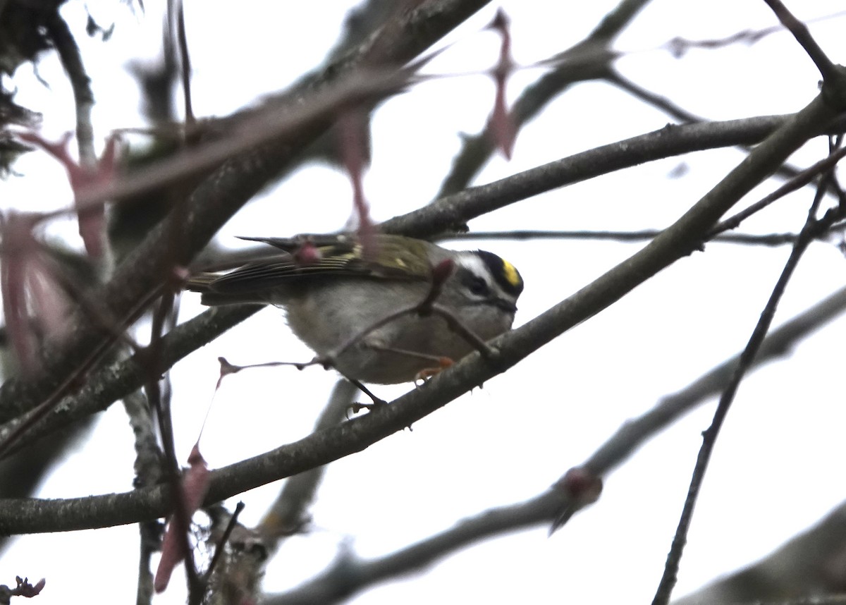 Roitelet à couronne dorée - ML537510971