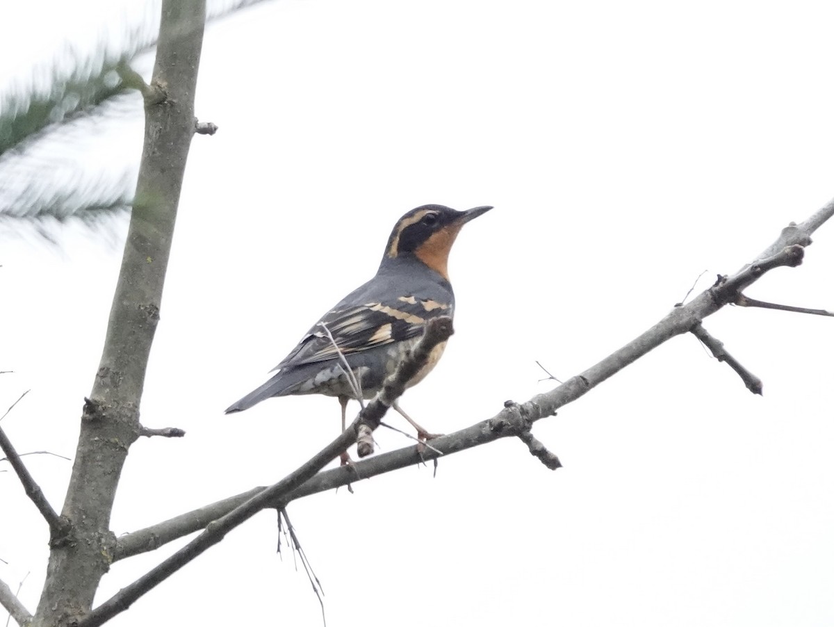 Varied Thrush - ML537511101