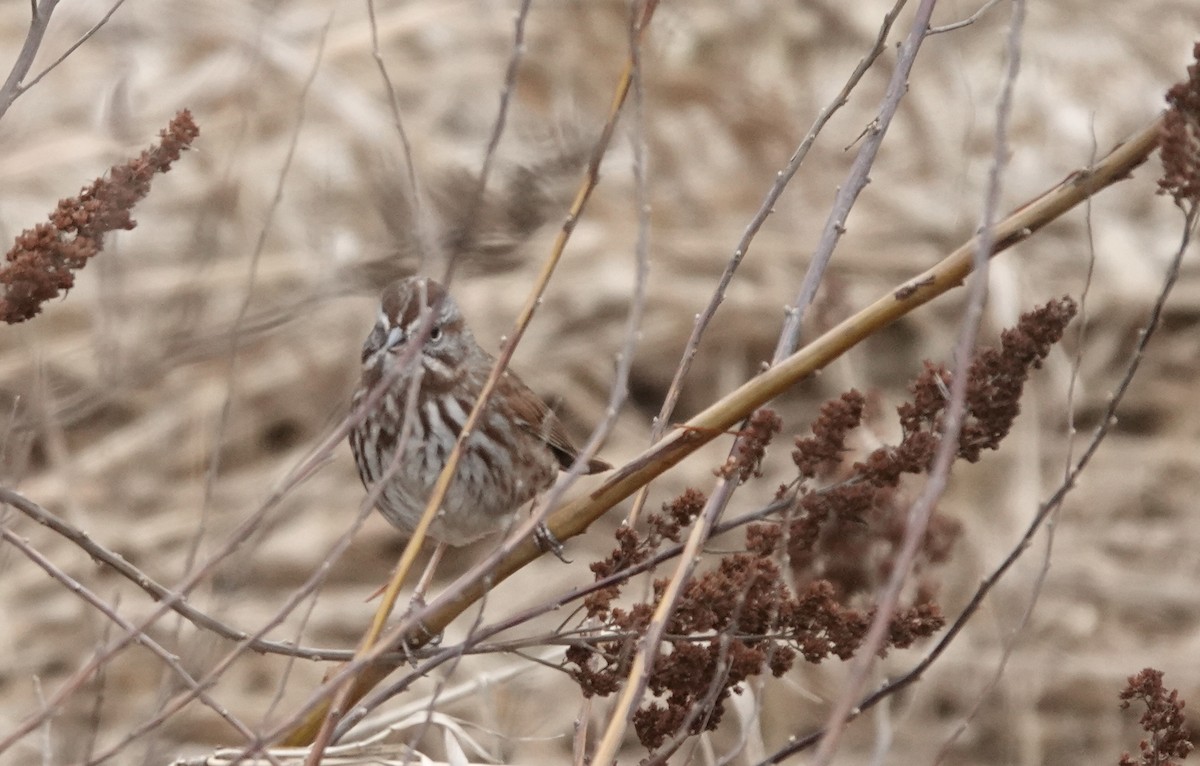 Song Sparrow - Jack Hurt