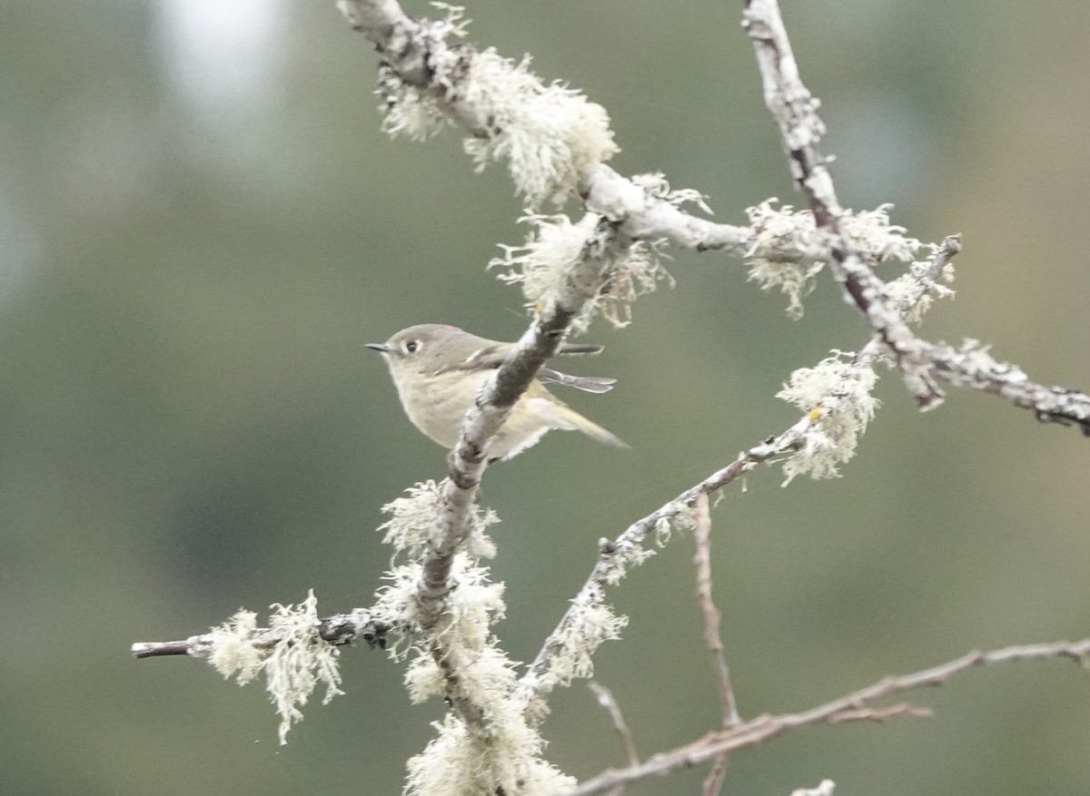 Ruby-crowned Kinglet - ML537511321