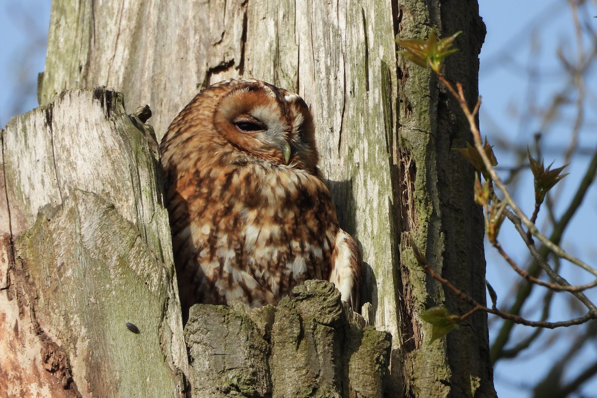 Tawny Owl - ML537511501