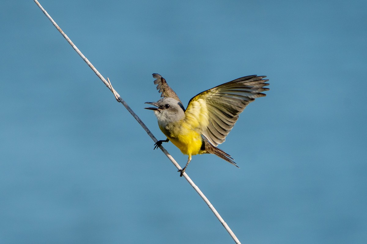 Tropical Kingbird - ML537511611