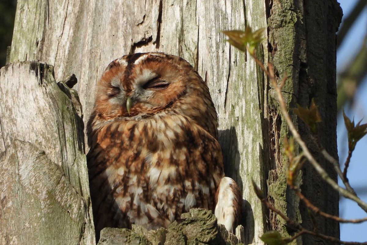 Tawny Owl - ML537511811