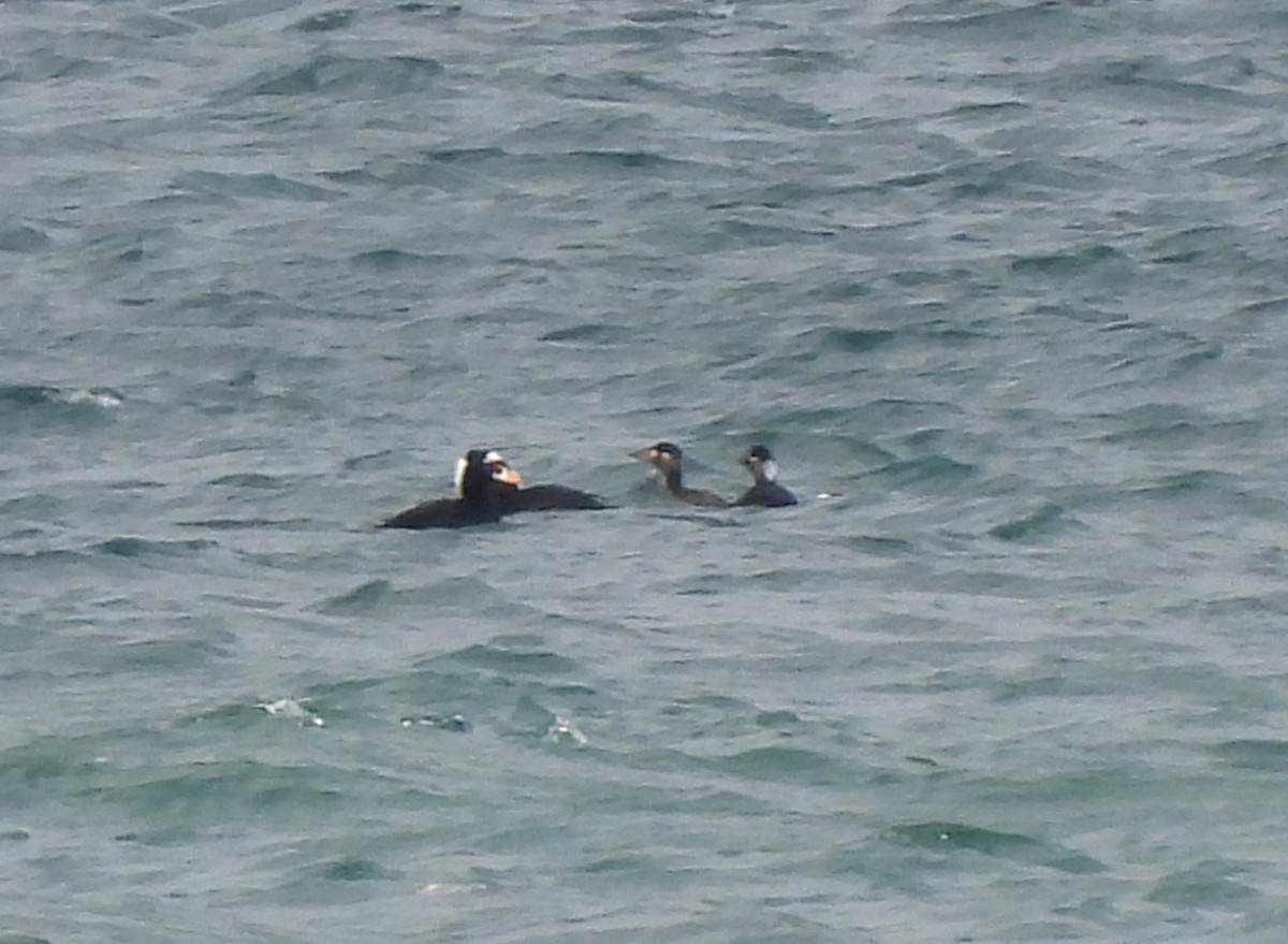 Surf Scoter - ML537512061