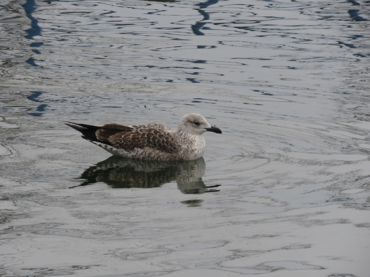 Lesser Black-backed Gull - Roberta Manian 🐥