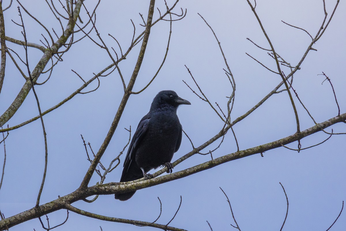 Fish Crow - ML537512791