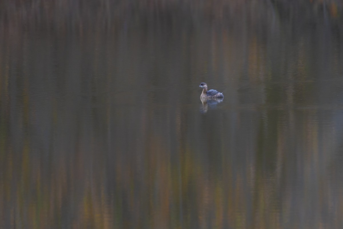 Pied-billed Grebe - ML537512991