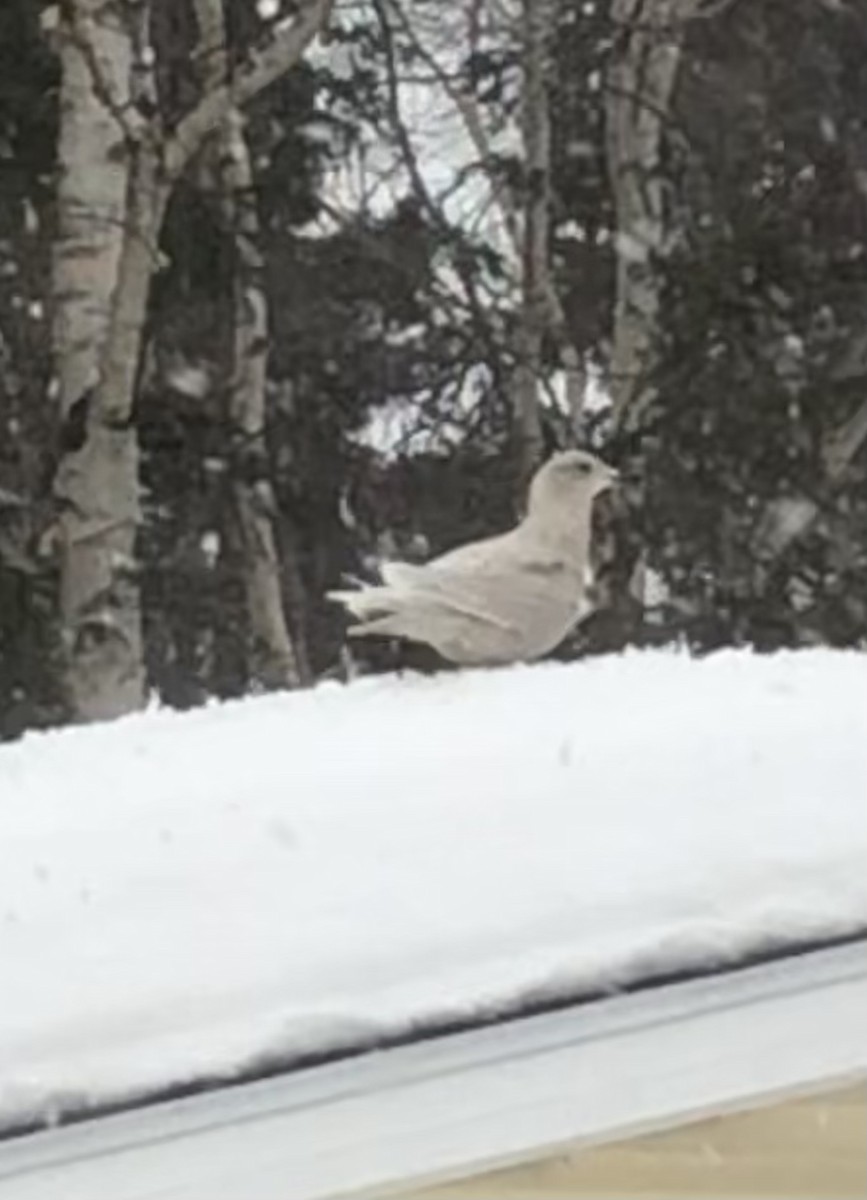 goéland ou mouette sp. - ML537514051