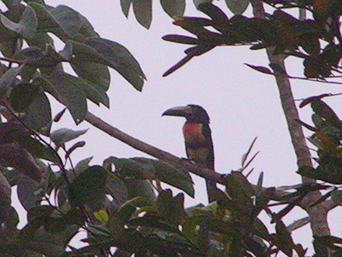 Collared Aracari - ML537514461