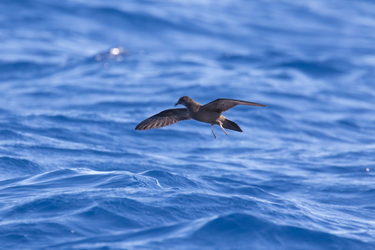 Bulwer's Petrel - Tom Bedford