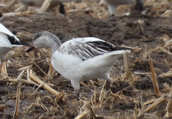 Snow Goose - ML537519261