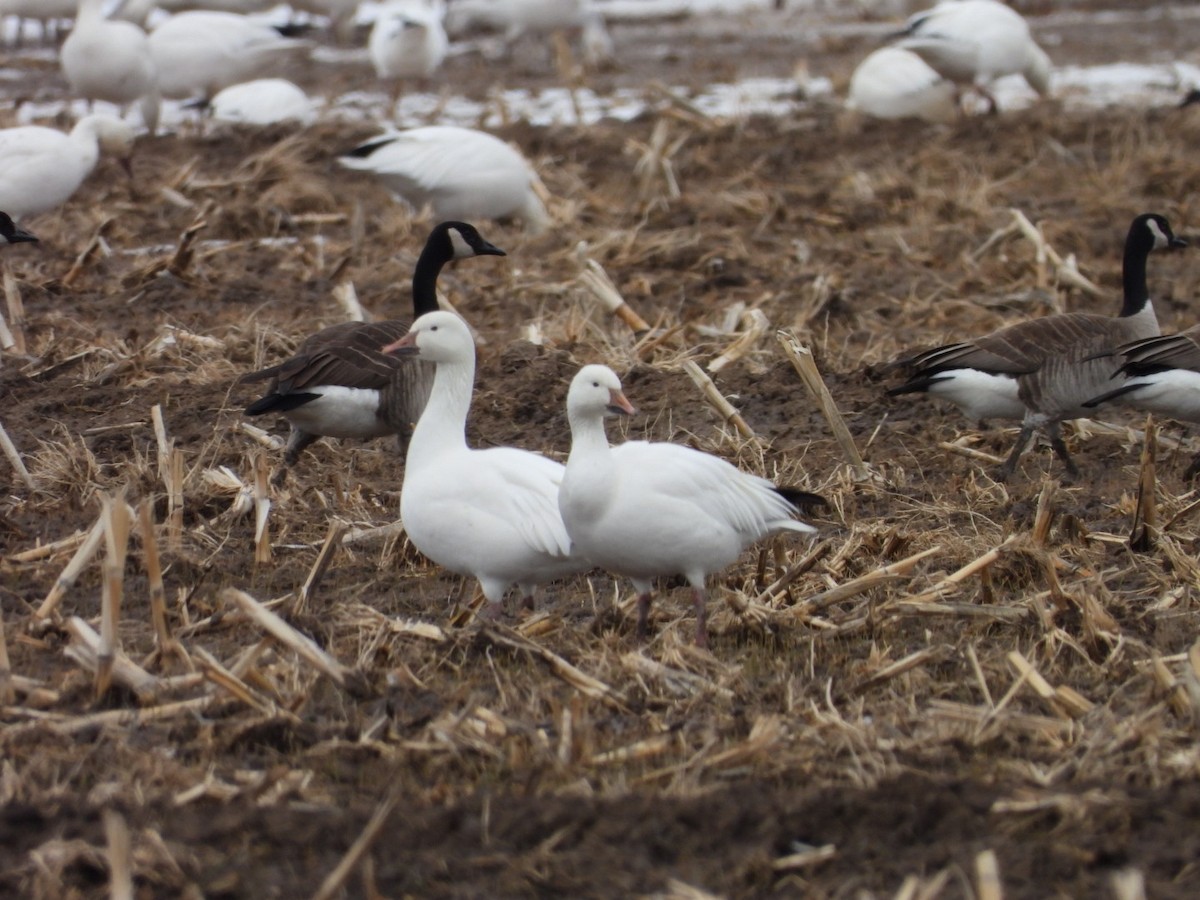 Snow Goose - ML537519381