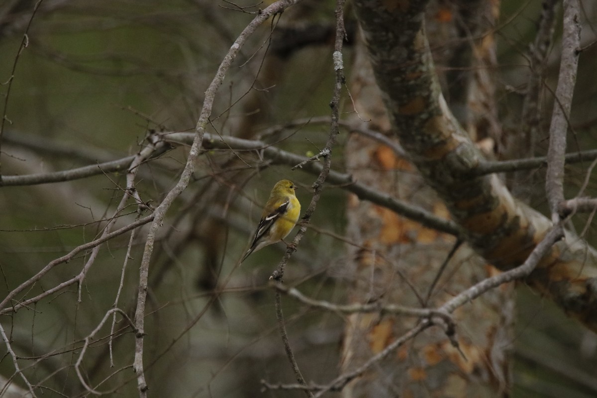 American Goldfinch - ML53751941