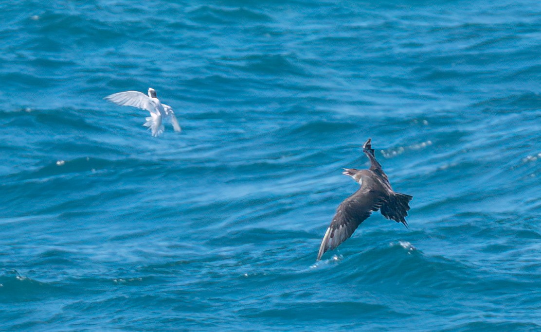 Parasitic Jaeger - ML537519421