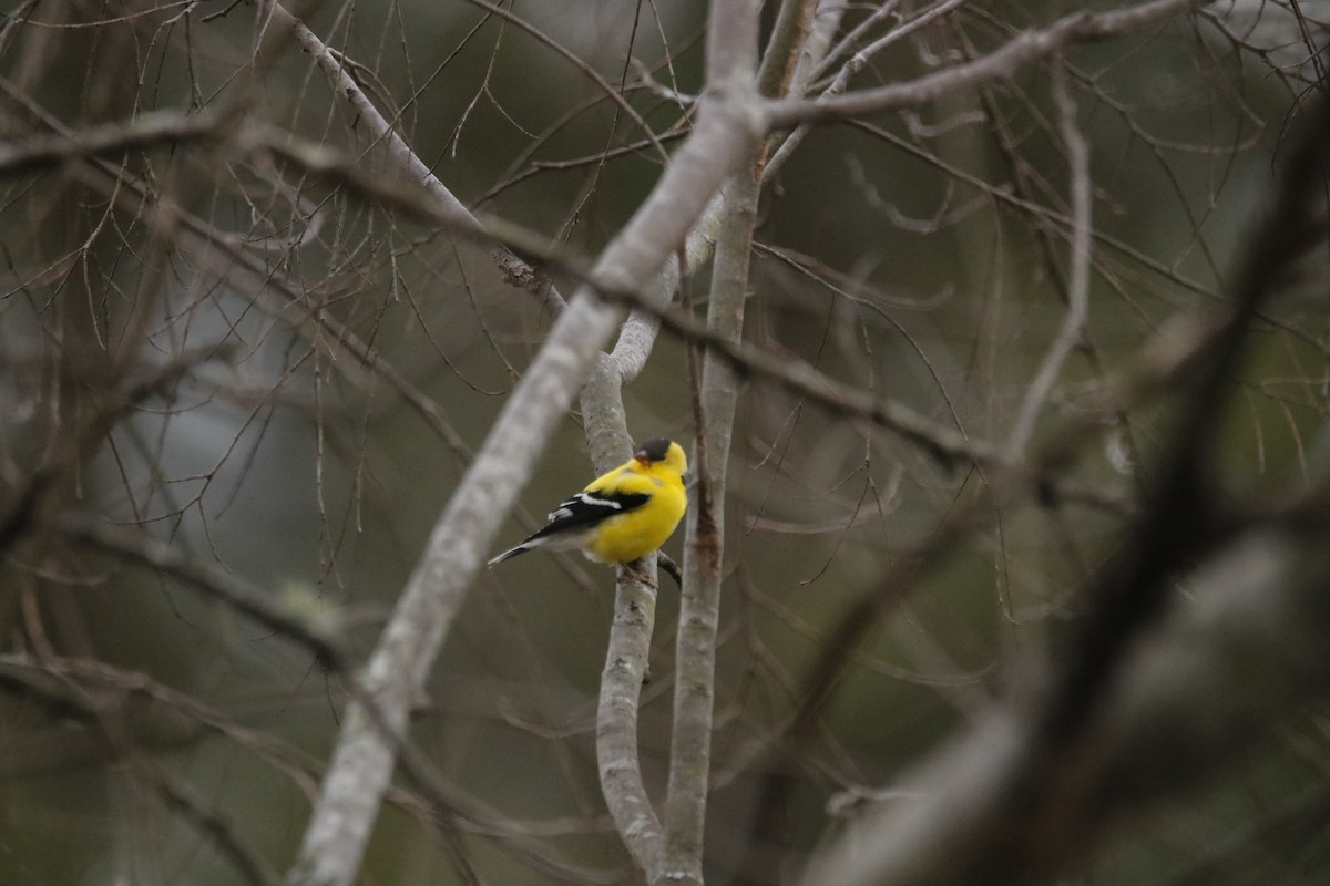 American Goldfinch - ML53751951