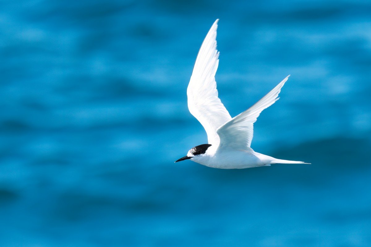 White-fronted Tern - ML537519571