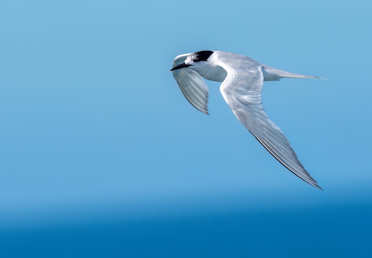 White-fronted Tern - ML537519591