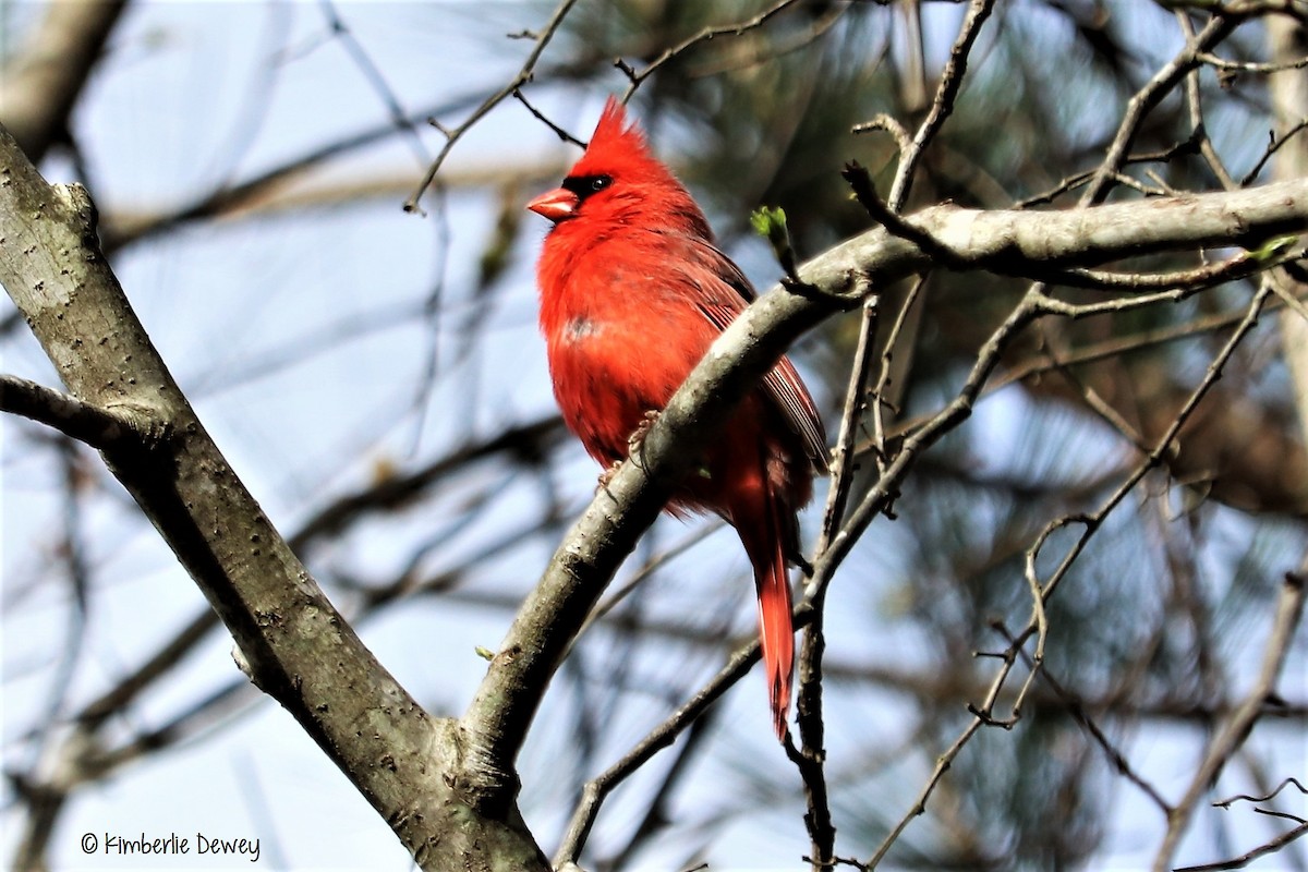 Northern Cardinal - ML53751991