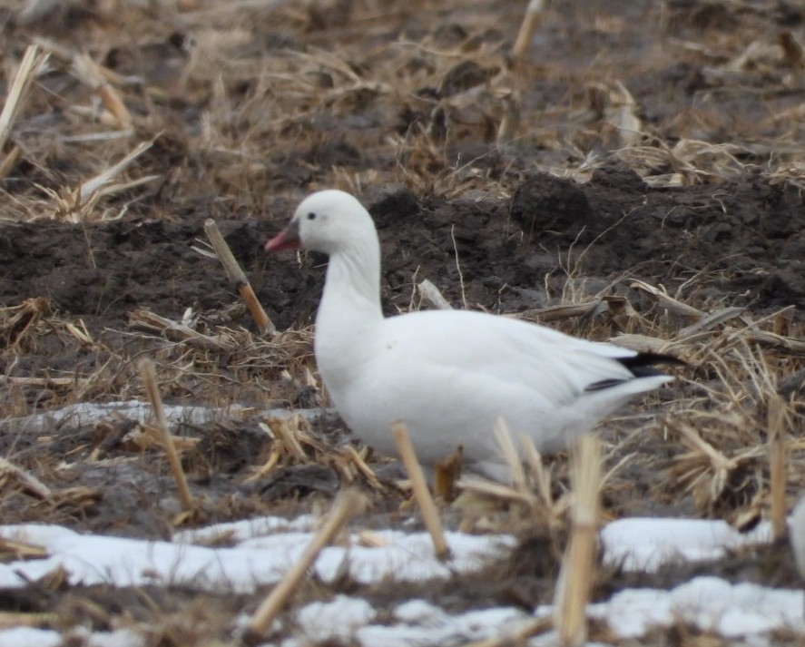 Ross's Goose - ML537519921