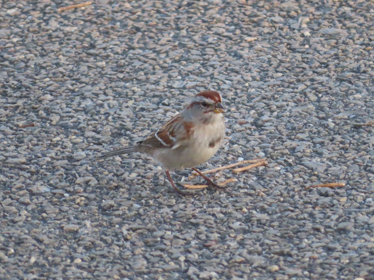 American Tree Sparrow - ML537520201