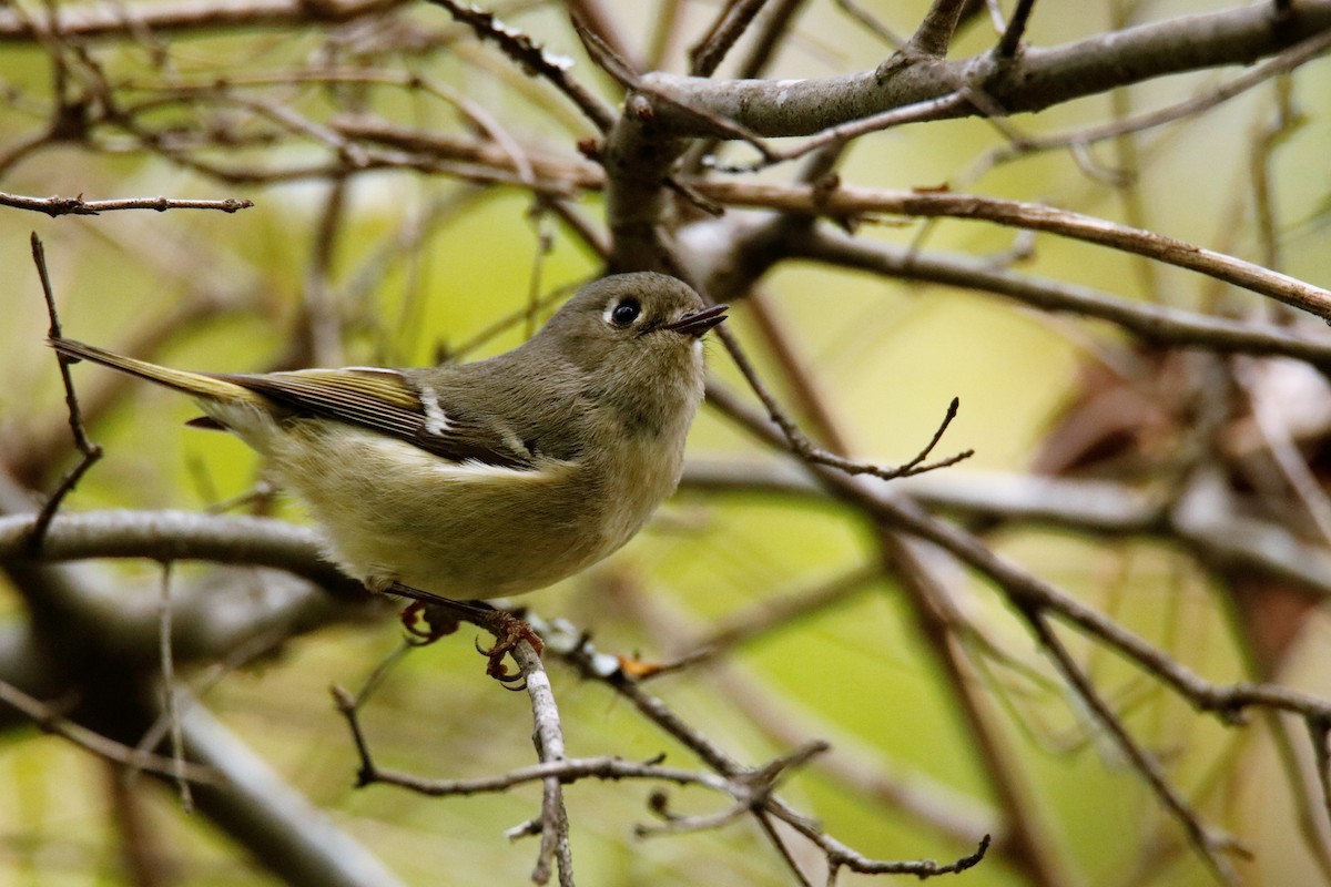 Ruby-crowned Kinglet - ML53752021