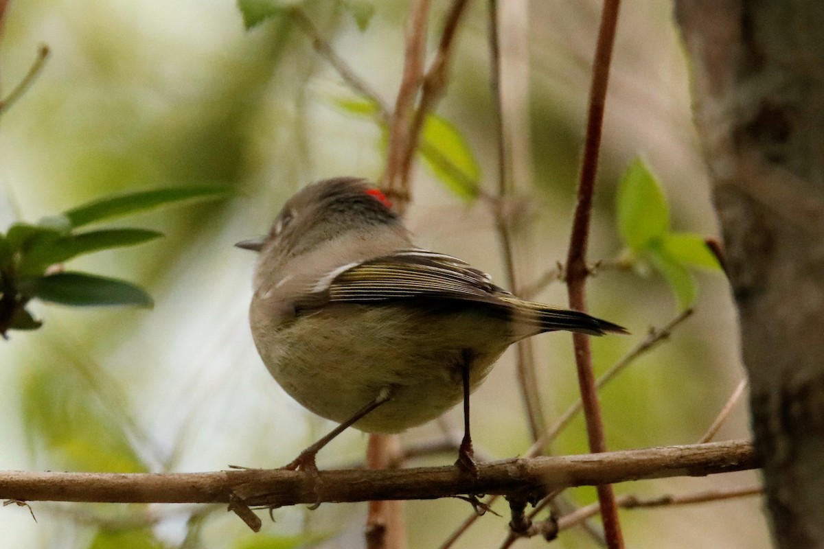 Ruby-crowned Kinglet - ML53752041