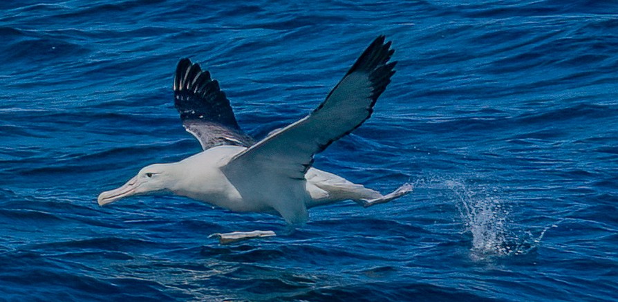 Northern/Southern Royal Albatross - ML537520411