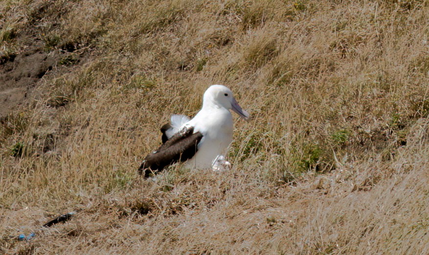 Northern/Southern Royal Albatross - ML537520421