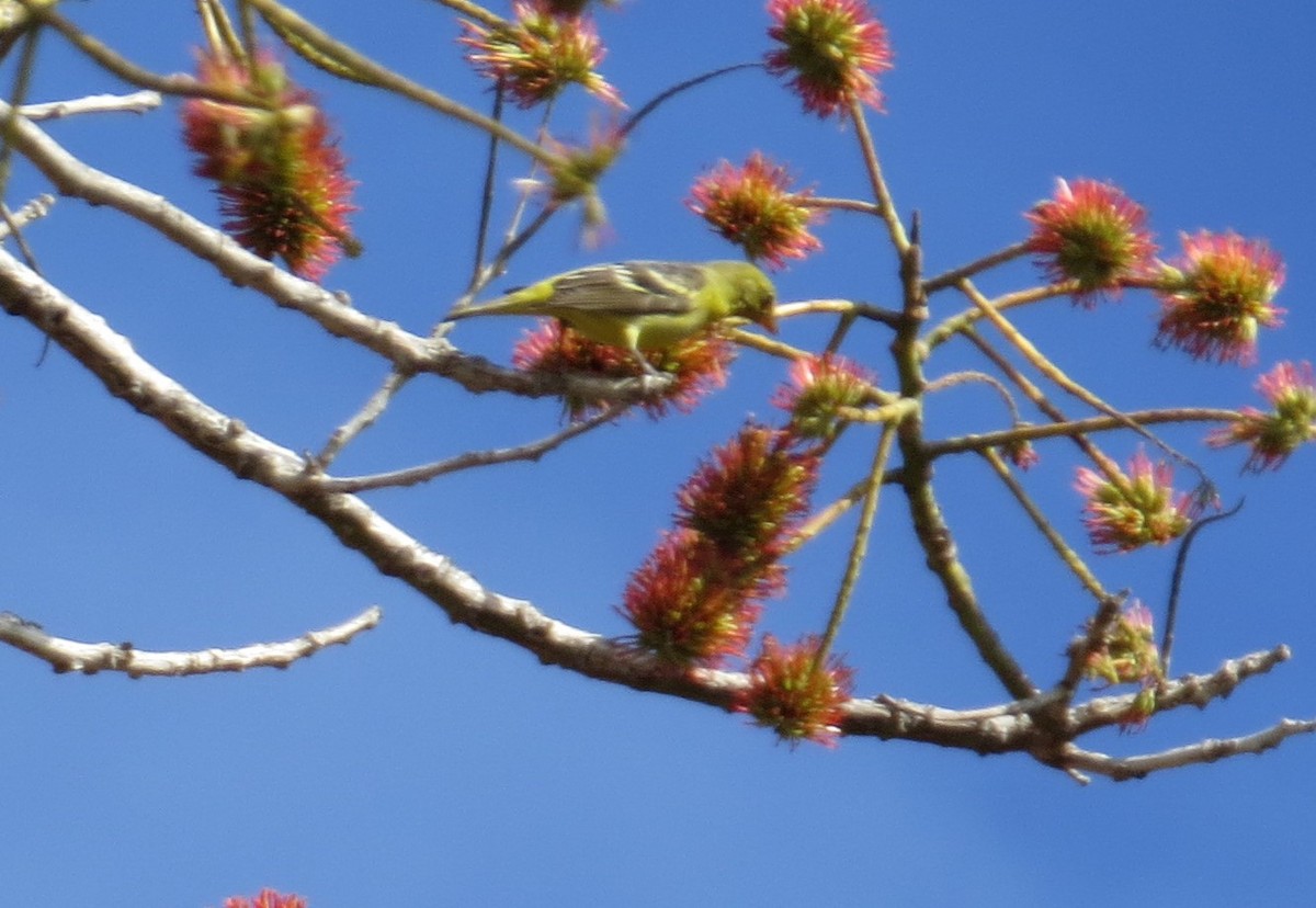 Western Tanager - ML537520491