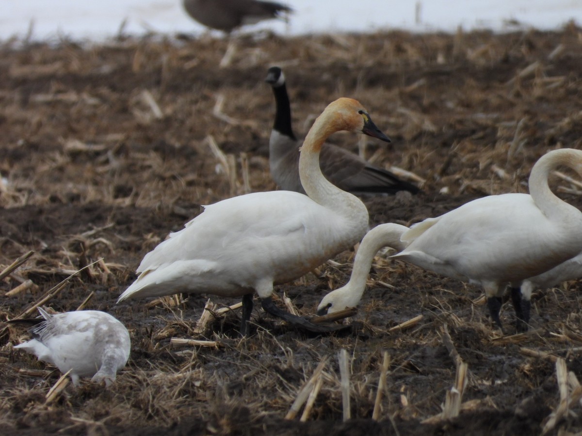 Tundra Swan - ML537520911