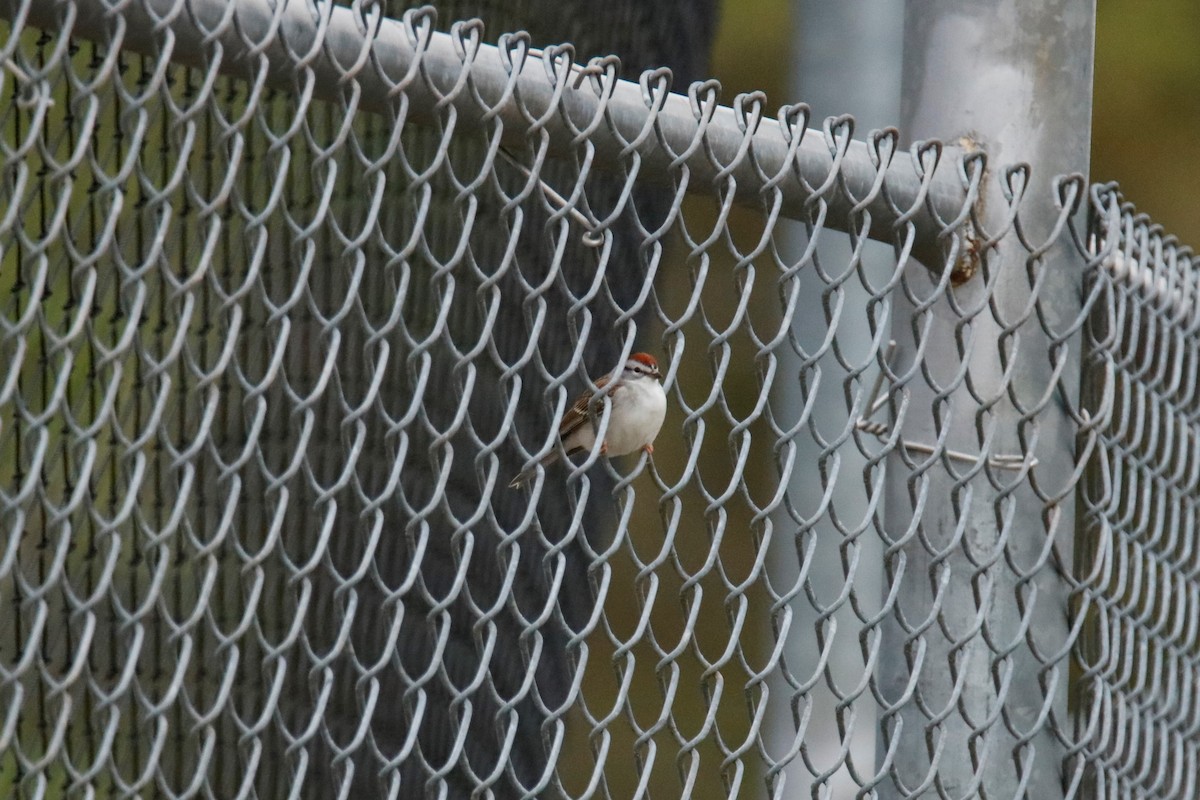 Chipping Sparrow - ML53752131