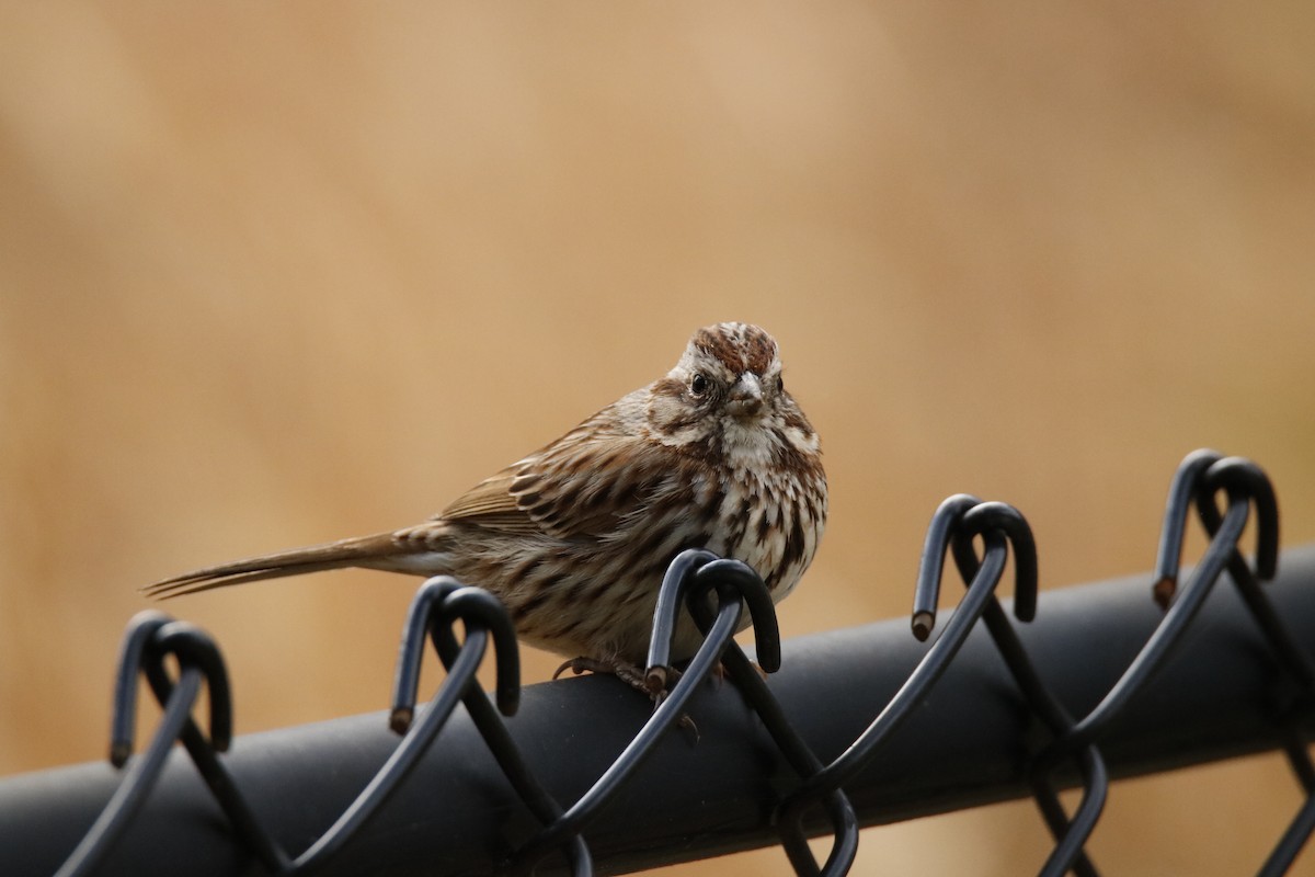Song Sparrow - ML53752231