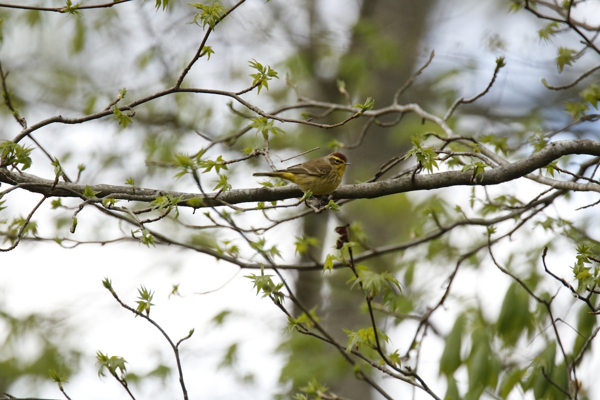 Palm Warbler - ML53752281