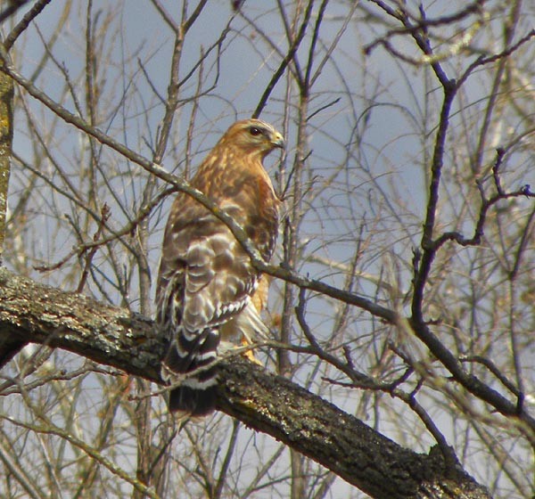 Red-shouldered Hawk - ML537522871