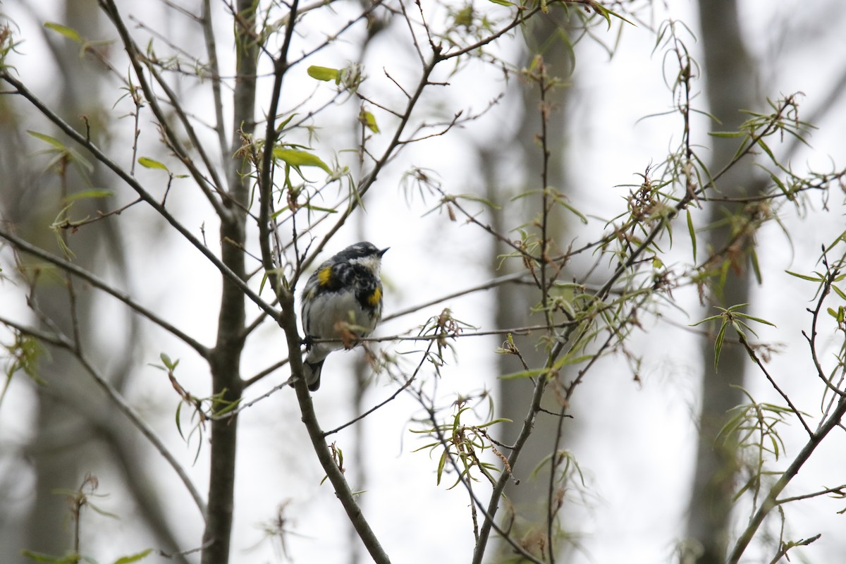 Yellow-rumped Warbler - ML53752321