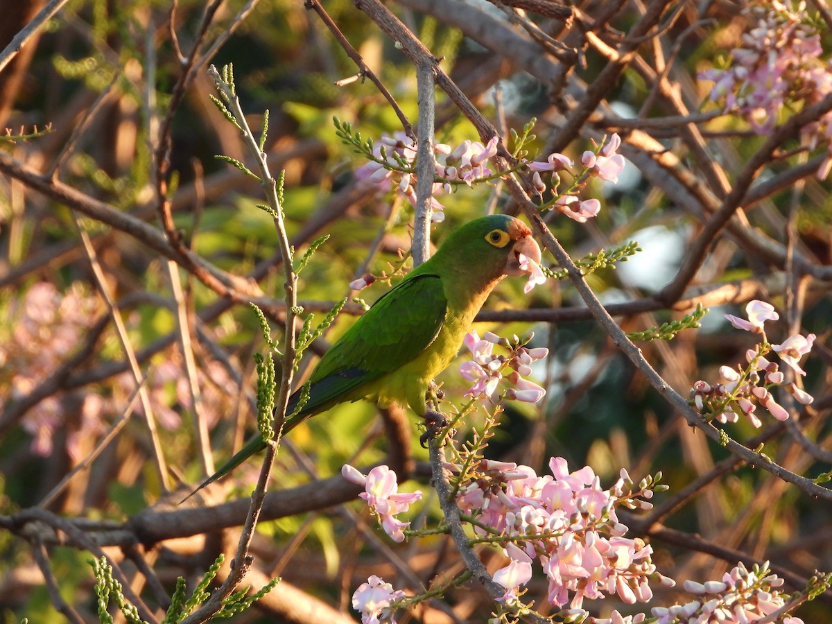 Orange-fronted Parakeet - ML537523801